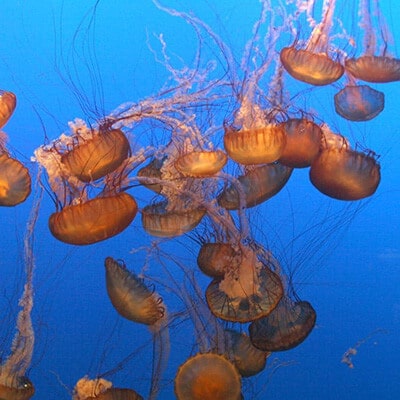 Jellyfish barrier